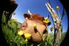 Cantal : 1 café pour s